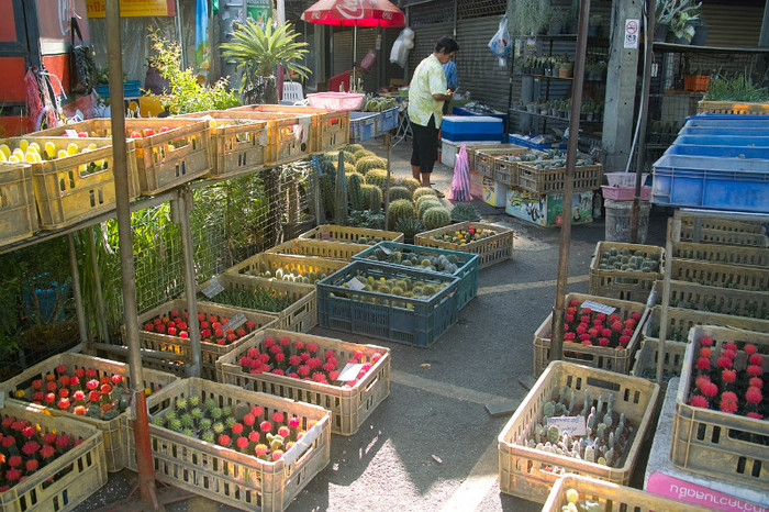 SDIM7126 - Thailand - Chatuchak - plants 2012