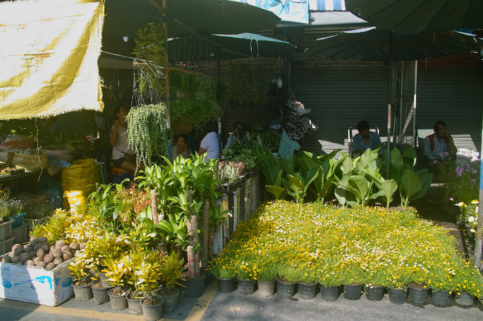 SDIM7129 - Thailand - Chatuchak - plants 2012