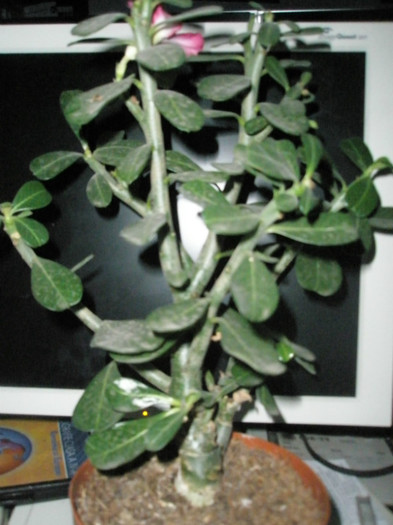 una din plantele luate recent - Adenium 2012