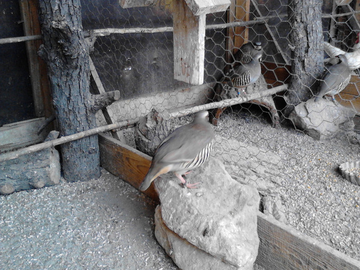 IMG_20121226_134343 - Potarnichi chukar