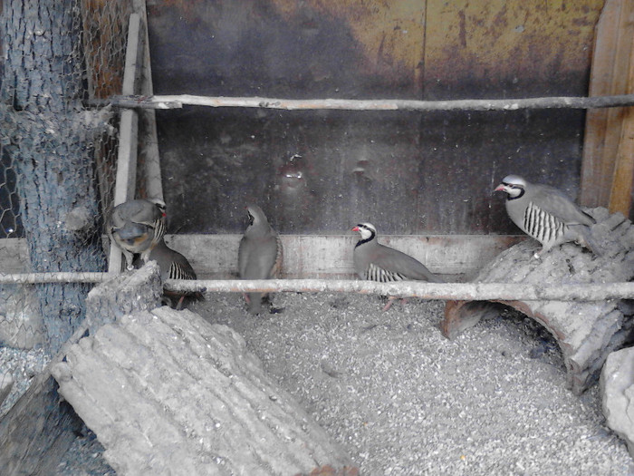 IMG_20121226_134314 - Potarnichi chukar