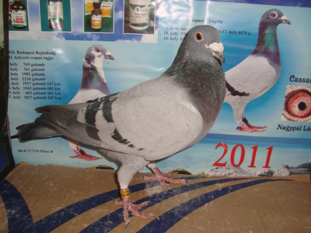 poze porumbei usa 093 - voiajori prasila 2013