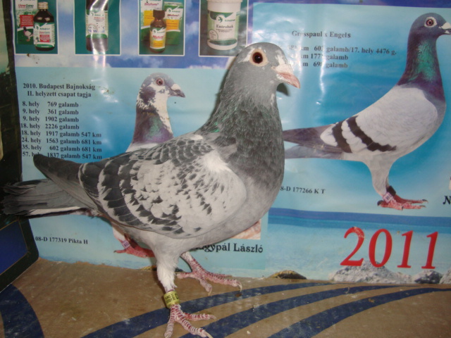 F HUN DERBI 2011 COLUMBODROM - voiajori prasila 2013