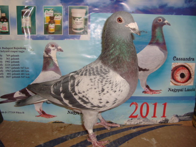 super mascul - voiajori prasila 2013