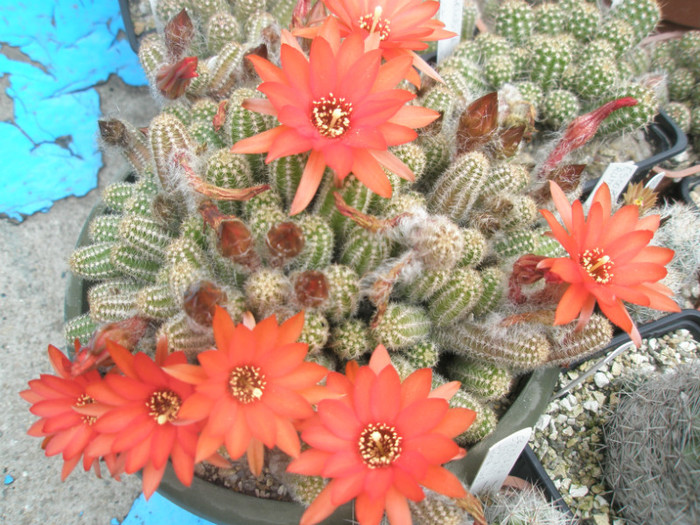 Chamaecereus  silvestrii - 05.06