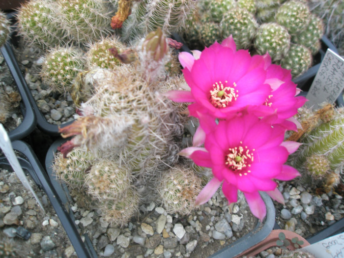 Chamaelobivia flori ciclam - 24.06