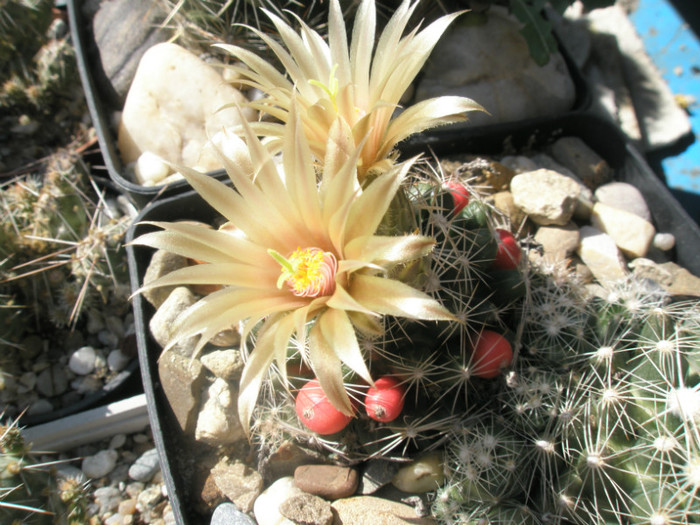 missouriensis - floare - Escobaria