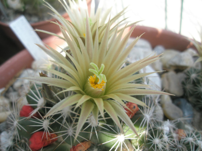 similis - floare - Escobaria