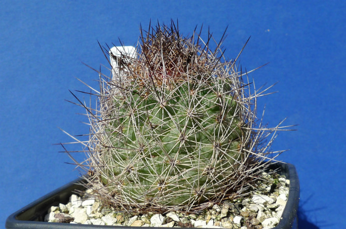 aguirreana (Ortega)- 25.09