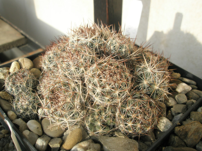 vivipara v. bisbeana - 23.12.2012