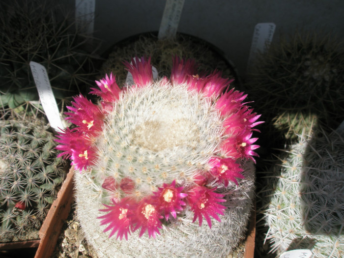 texensis - 05.05 - Mammillaria