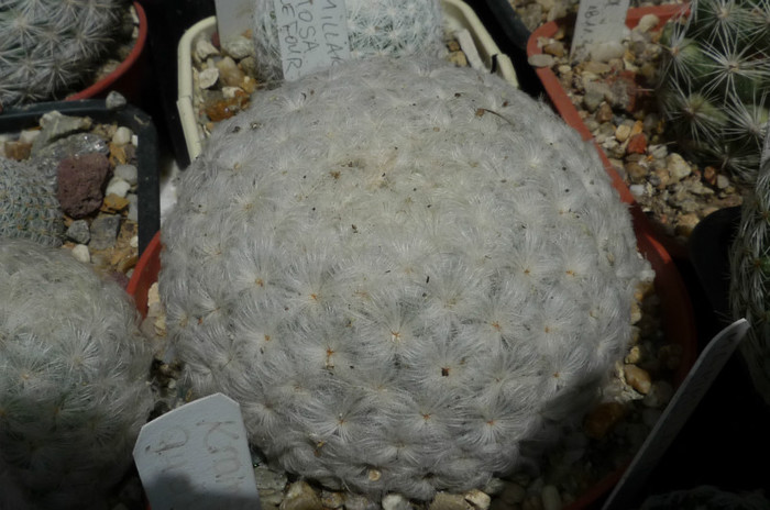 plumosa (Foto Gino) - 02.06 - Mammillaria