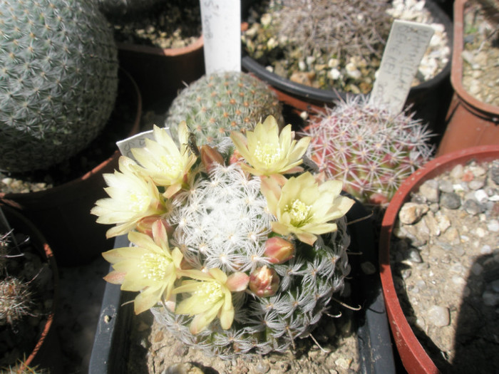 duwei - 04.06 - Mammillaria