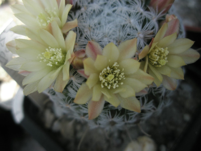 duwei - flori - Mammillaria