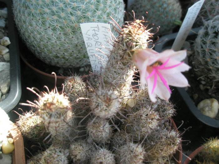 thornberi yaquensis - 03.07 - Mammillaria