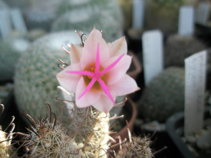 thornberi yaquensis - centrul florii - Mammillaria