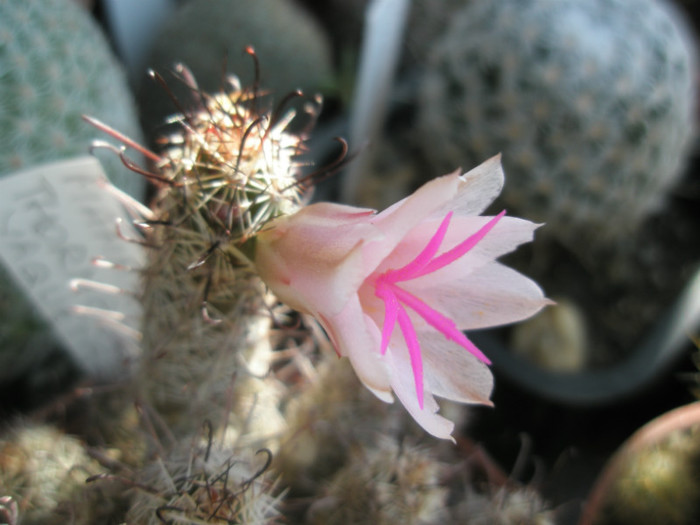 thornberi yaquensis - floare - Mammillaria