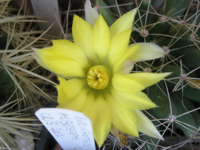 longimamma - floare 03.07 - Mammillaria