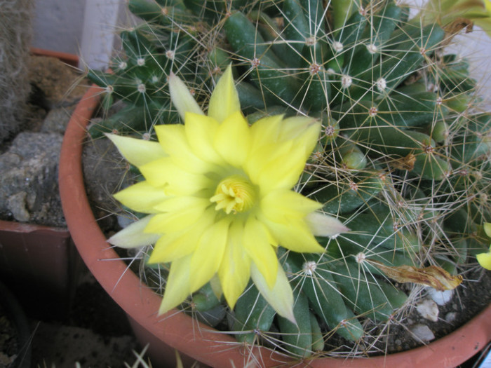 longimamma X sferica - floare 03.07 - Mammillaria