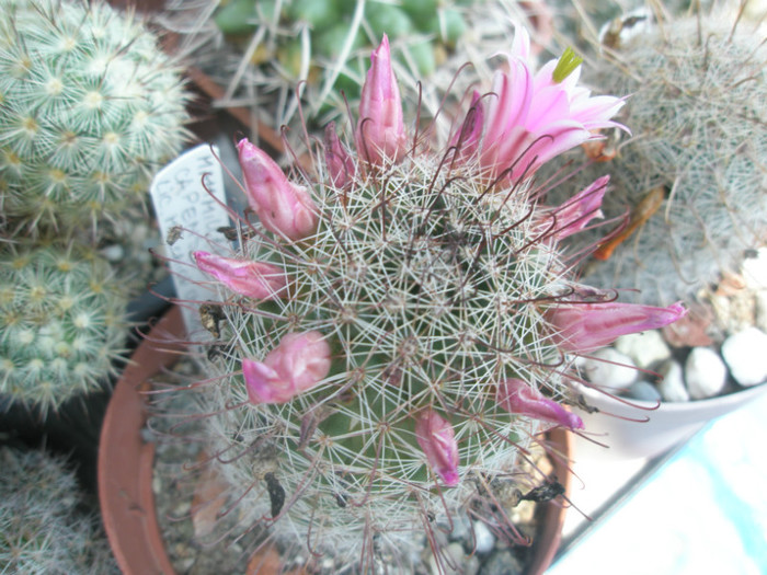 capensis - 06.07 - Mammillaria