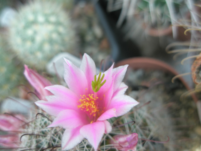 capensis - floare 2 - Mammillaria