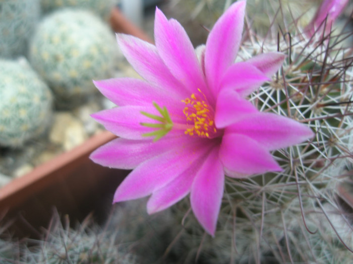 fraileana - floare 2 - Mammillaria