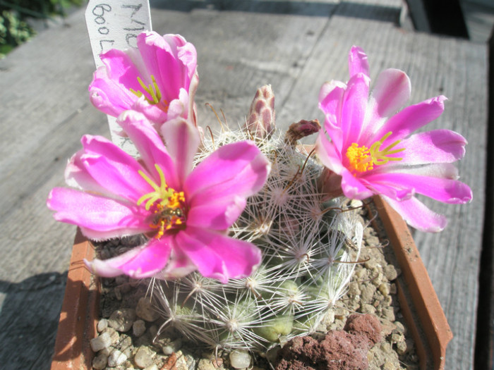 boolii - 19.08 - Mammillaria