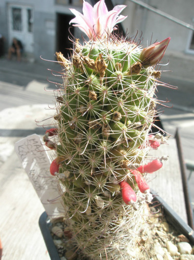 scheldonii - fructe - Mammillaria