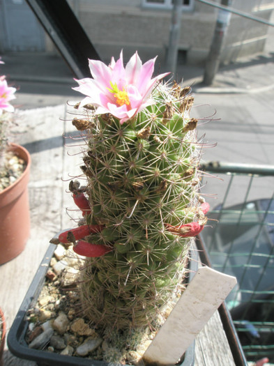 scheldonii ( Kqui 2008 ) - 19.08 - Mammillaria