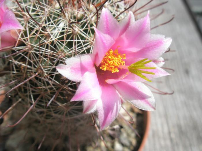 capensis - floare - Mammillaria