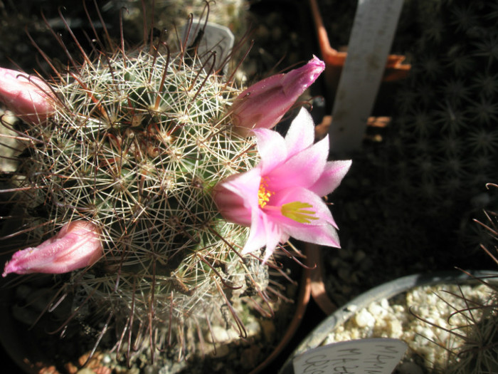 capensis - 21.08 - Mammillaria