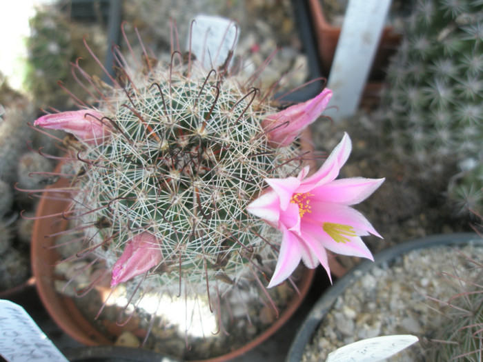 scheldonii - 21.08 - Mammillaria