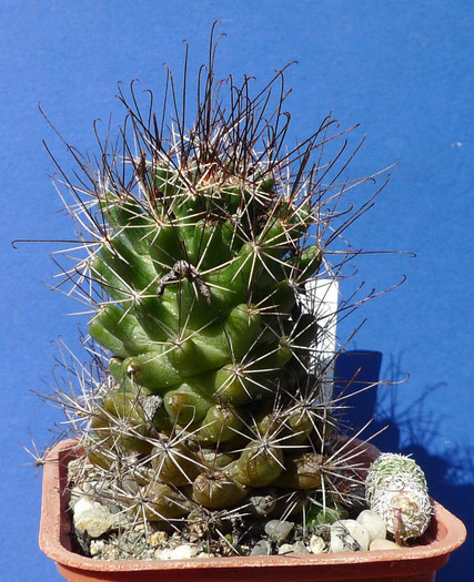 Mamm. (Neolloydia) odorata - 25.09 - Mammillaria