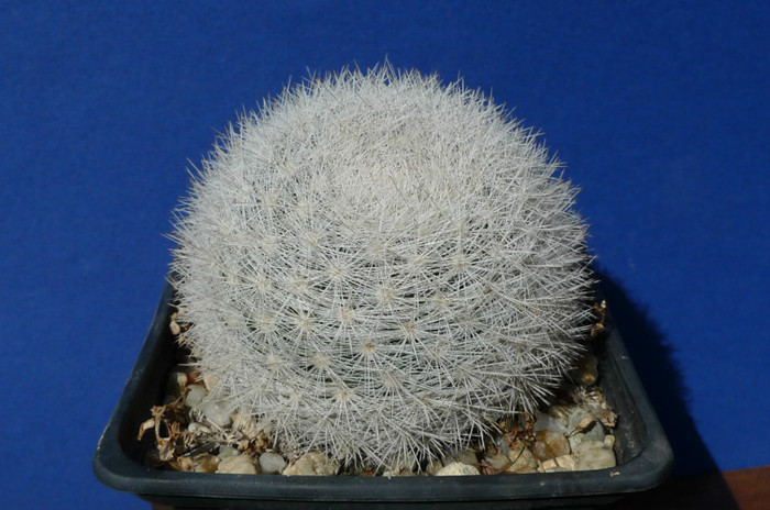 candida SB 280 Huizache, SLP (Kqui) - 25.09 - Mammillaria