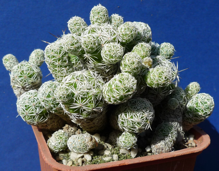 gracilis - 25.09 - Mammillaria