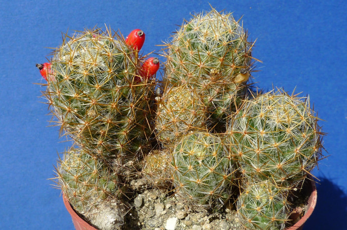 prolifera - 25.09 - Mammillaria