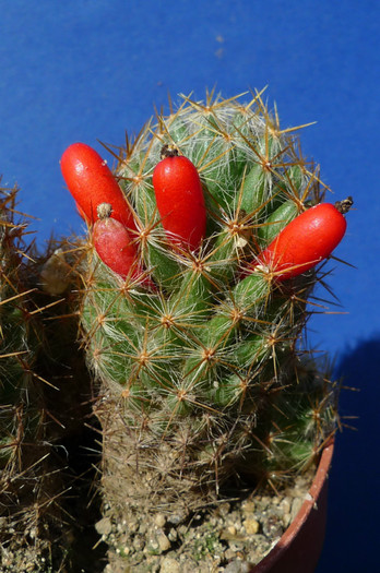 prolifera - fructe - Mammillaria