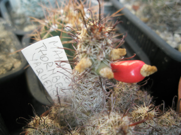 thorberi ssp. yachensis - fruct - Mammillaria