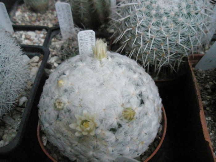 plumosa inflorita in timp de o duceam la iernare - Mammillaria