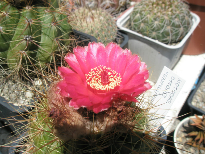 vencluianus flor roja - floare - Notocactus