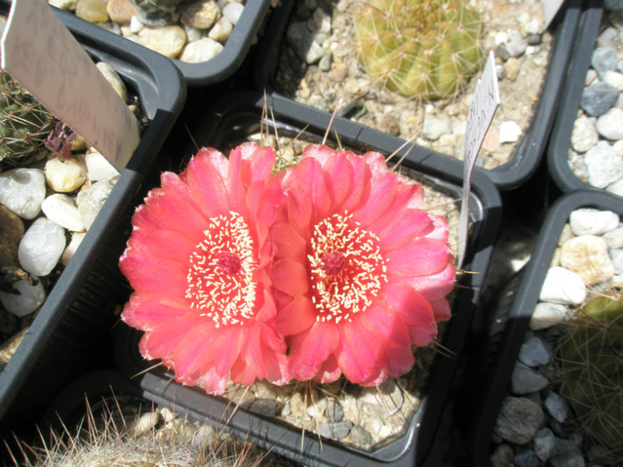 vencluianus (Ideea) - 05.07 - Notocactus