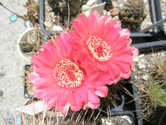 vencluianus fl. rosso - 05.07 - Notocactus