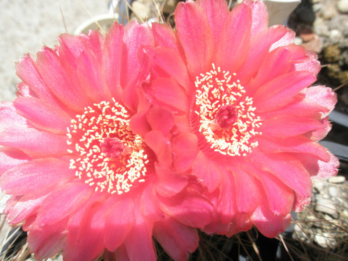 vencluianus rosso - flori - Notocactus