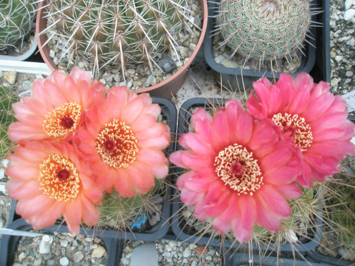 vencluianus portocaliu si rosu - Notocactus