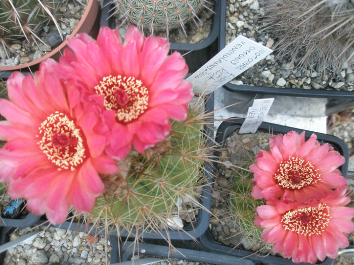 vencluianus rosu - Ortega si Ideea - Notocactus