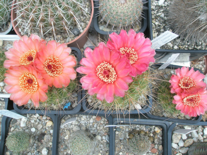 vencluianus - diferente de culoare - Notocactus