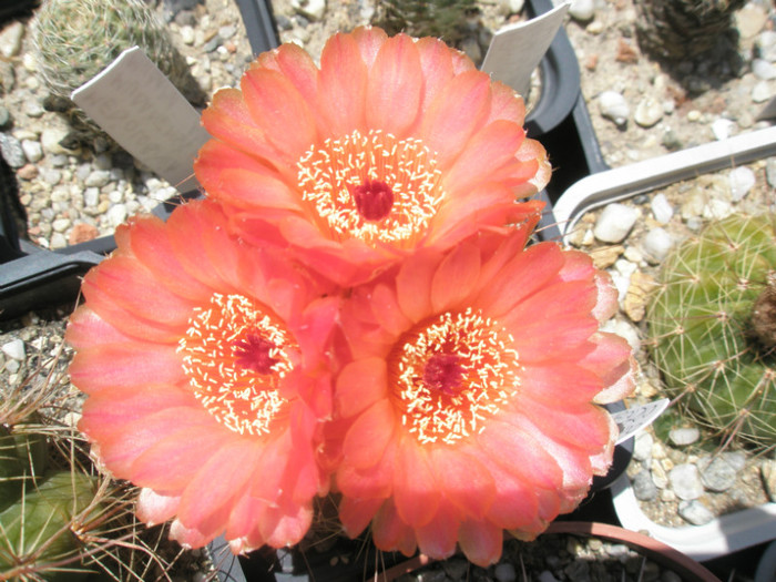 vencluianus - fl. portocalii - 05.07 - Notocactus