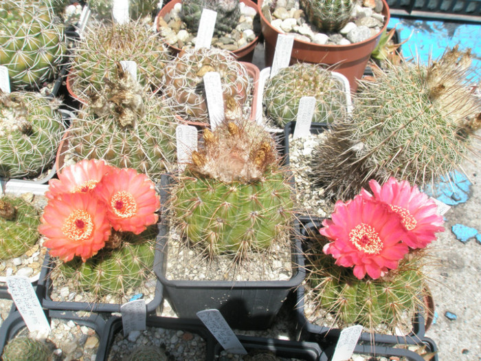 vencluianus - rosso si portocaliu - Notocactus