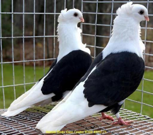 546828_369010223185767_373647060_n