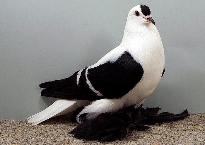 560801_10151327114459311_317751127_n